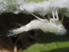 (Northern Flatid Planthopper) nymph (Northern Flatid Planthopper) nymph