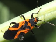 (False Milkweed Bug) dorsal (False Milkweed Bug) dorsal