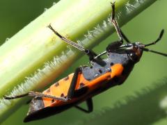 (False Milkweed Bug) lateral (False Milkweed Bug) lateral