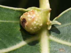(Poplar Leaf-base Gall Aphid) gall on Cottonwood (Poplar Leaf-base Gall Aphid) gall on Cottonwood