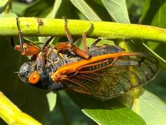 (Dwarf Periodical Cicada) female ovipositing on White Oak (Dwarf Periodical Cicada) female ovipositing on White Oak