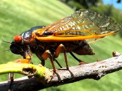 (Pharaoh Periodical Cicada) female ovipositing on White Oak (Pharaoh Periodical Cicada) female ovipositing on White Oak