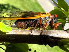 (Pharaoh Periodical Cicada) female ovipositing on Crab Apple (Pharaoh Periodical Cicada) female ovipositing on Crab Apple