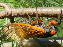 (Dwarf Periodical Cicada) female ovipositing on White Pine (Dwarf Periodical Cicada) female ovipositing on White Pine