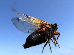 (Dwarf Periodical Cicada) male flapping (Dwarf Periodical Cicada) male flapping