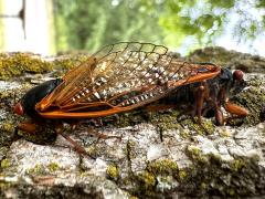 (Dwarf Periodical Cicada) mating (Dwarf Periodical Cicada) mating