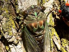 (Northern Dog-day Cicada) and Dwarf Periodical Cicada (Northern Dog-day Cicada) and Dwarf Periodical Cicada