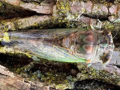 (Northern Dog-day Cicada) male dorsal (Northern Dog-day Cicada) male dorsal