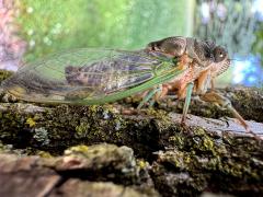 (Northern Dog-day Cicada) male profile (Northern Dog-day Cicada) male profile