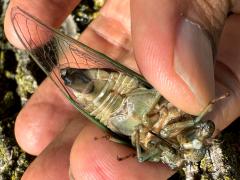 (Northern Dog-day Cicada) male ventral tymbals (Northern Dog-day Cicada) male ventral tymbals