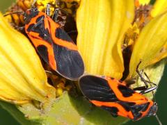 (False Milkweed Bug) mating dorsal on False Sunflower (False Milkweed Bug) mating dorsal on False Sunflower