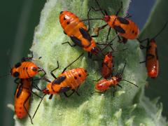 (Large Milkweed Bug) nymphs (Large Milkweed Bug) nymphs