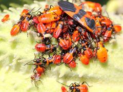 (Large Milkweed Bug) pod on Common Milkweed (Large Milkweed Bug) pod on Common Milkweed