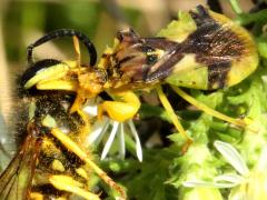 (Jagged Ambush Bug) eats Eastern Yellowjacket (Jagged Ambush Bug) eats Eastern Yellowjacket