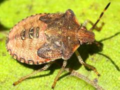 (Euschistus Stink Bug) nymph (Euschistus Stink Bug) nymph