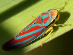 (Red-banded Leafhopper) lateral (Red-banded Leafhopper) lateral