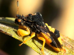 (Jagged Ambush Bug) dorsal (Jagged Ambush Bug) dorsal