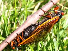 (Dwarf Periodical Cicada) mating pair2 (Dwarf Periodical Cicada) mating pair2