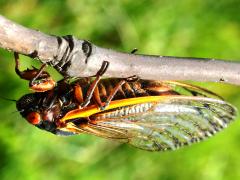 (Pharaoh Periodical Cicada) female post coupling (Pharaoh Periodical Cicada) female post coupling