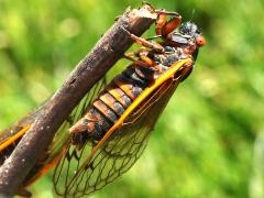 (Pharaoh Periodical Cicada) male post coupling (Pharaoh Periodical Cicada) male post coupling