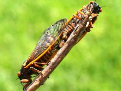 (Pharaoh Periodical Cicada) mating ventral (Pharaoh Periodical Cicada) mating ventral