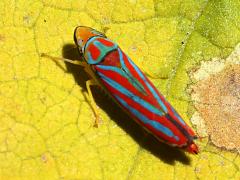 (Red-banded Leafhopper) dorsal (Red-banded Leafhopper) dorsal