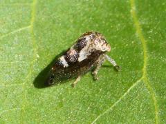 (Griseus Treehopper) dorsal (Griseus Treehopper) dorsal