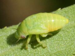 (Philaenini True Spittlebug) nymph dorsal (Philaenini True Spittlebug) nymph dorsal