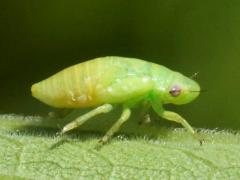 (Philaenini True Spittlebug) nymph lateral (Philaenini True Spittlebug) nymph lateral