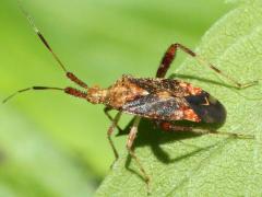 (Clouded Plant Bug) dorsal (Clouded Plant Bug) dorsal
