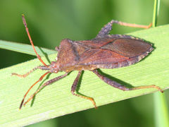 (Helmeted Squash Bug) female (Helmeted Squash Bug) female