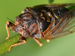 (Prairie Cicada) male dorsal (Prairie Cicada) male dorsal