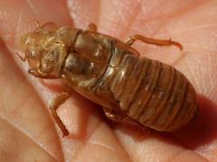 (Prairie Cicada) molted exuvia dorsal (Prairie Cicada) molted exuvia dorsal