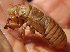 (Prairie Cicada) molted exuvia profile (Prairie Cicada) molted exuvia profile