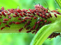 (Brown Ambrosia Aphid) on Tall Goldenrod (Brown Ambrosia Aphid) on Tall Goldenrod