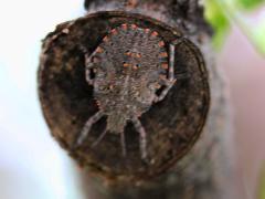 (Rough Stink Bug) dorsal (Rough Stink Bug) dorsal