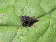 (Membracidae Treehopper) lateral (Membracidae Treehopper) lateral