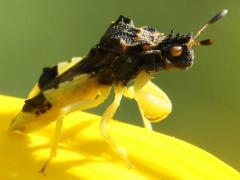 (Jagged Ambush Bug) lateral (Jagged Ambush Bug) lateral
