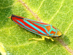 (Red-banded Leafhopper) dorsal (Red-banded Leafhopper) dorsal