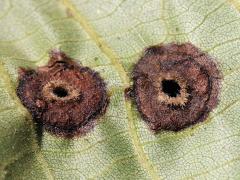 (Globular Hickory Phylloxera) underside galls on Shagbark Hickory (Globular Hickory Phylloxera) underside galls on Shagbark Hickory