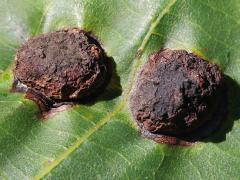 (Globular Hickory Phylloxera) upperside galls on Shagbark Hickory (Globular Hickory Phylloxera) upperside galls on Shagbark Hickory