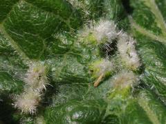 (Grape Phylloxera) upperside galls on Riverbank Grape (Grape Phylloxera) upperside galls on Riverbank Grape