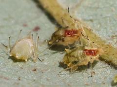 (Neosymydobius Aphid) underside on Bur Oak (Neosymydobius Aphid) underside on Bur Oak
