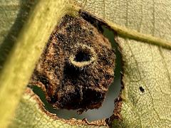(Phylloxera Aphid) underside gall on Shagbark Hickory (Phylloxera Aphid) underside gall on Shagbark Hickory