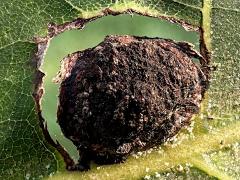(Phylloxera Aphid) upperside gall on Shagbark Hickory (Phylloxera Aphid) upperside gall on Shagbark Hickory