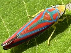 (Red-banded Leafhopper) dorsal (Red-banded Leafhopper) dorsal