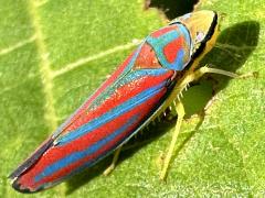 (Red-banded Leafhopper) lateral (Red-banded Leafhopper) lateral