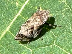 (Diamondback Spittlebug) dorsal (Diamondback Spittlebug) dorsal