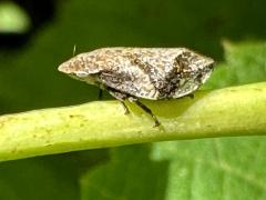 (Diamondback Spittlebug) lateral (Diamondback Spittlebug) lateral