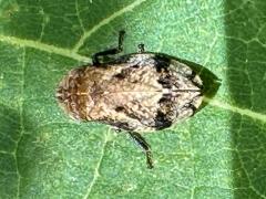 (Diamondback Spittlebug) rear (Diamondback Spittlebug) rear